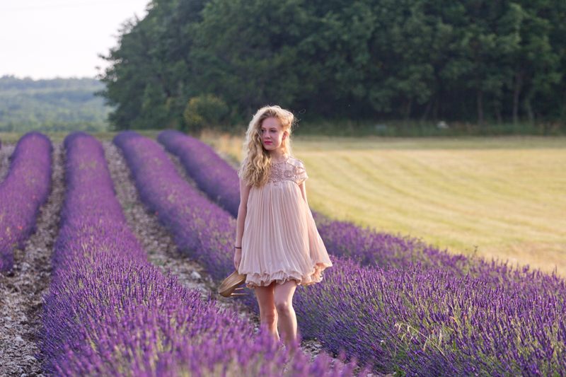 Lavenderfields Provence, Lavendelfelder Provence, Provence