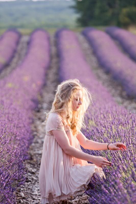 Lavender fields Provence, Lavendelfelder Provence, Provence